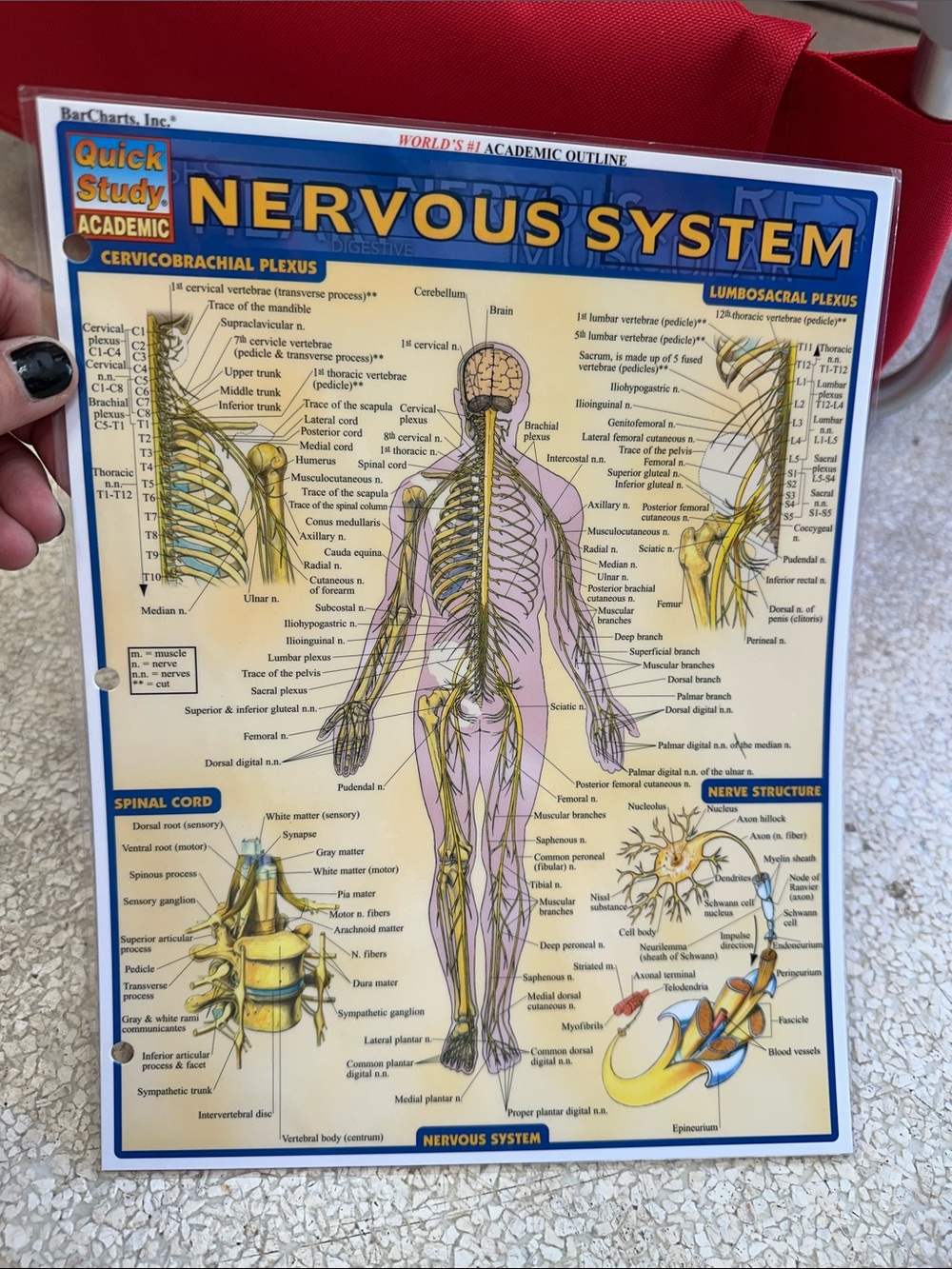 Laminated Study Charts